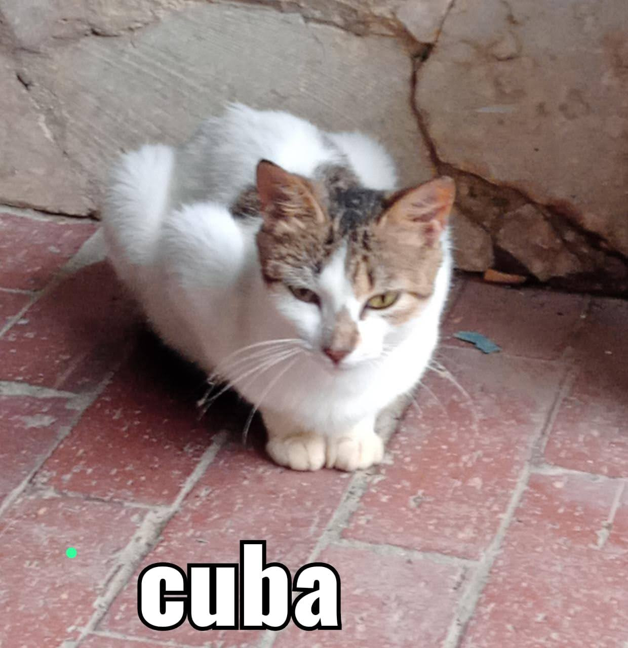 cat cuba