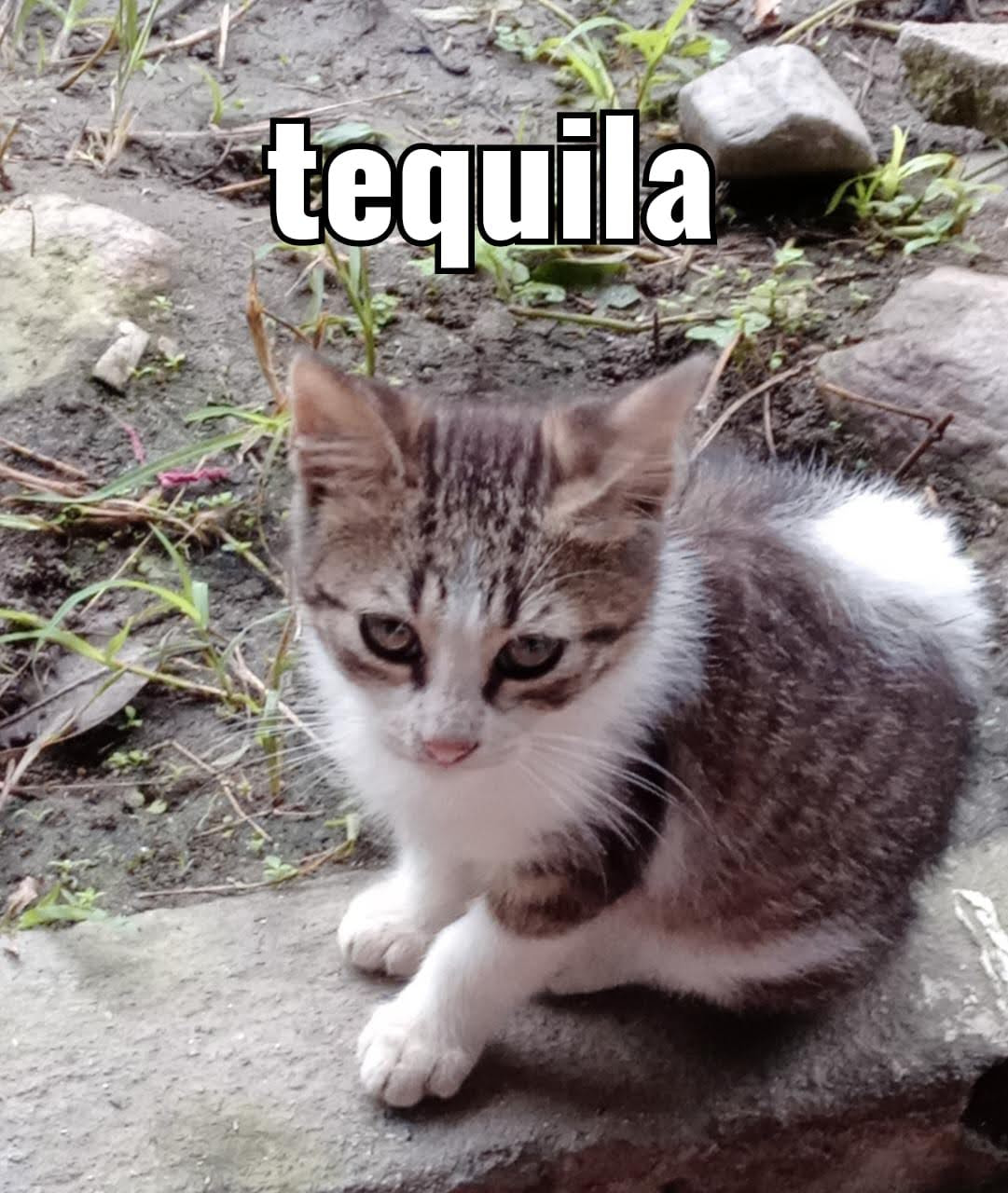 cat tequila